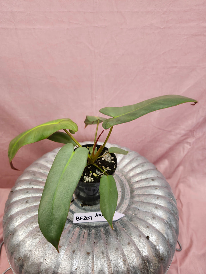 Philodendron Atabapoense (4in)-BF207