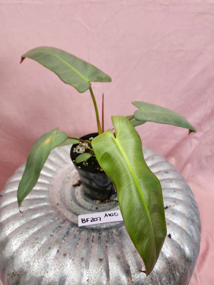 Philodendron Atabapoense (4in)-BF207