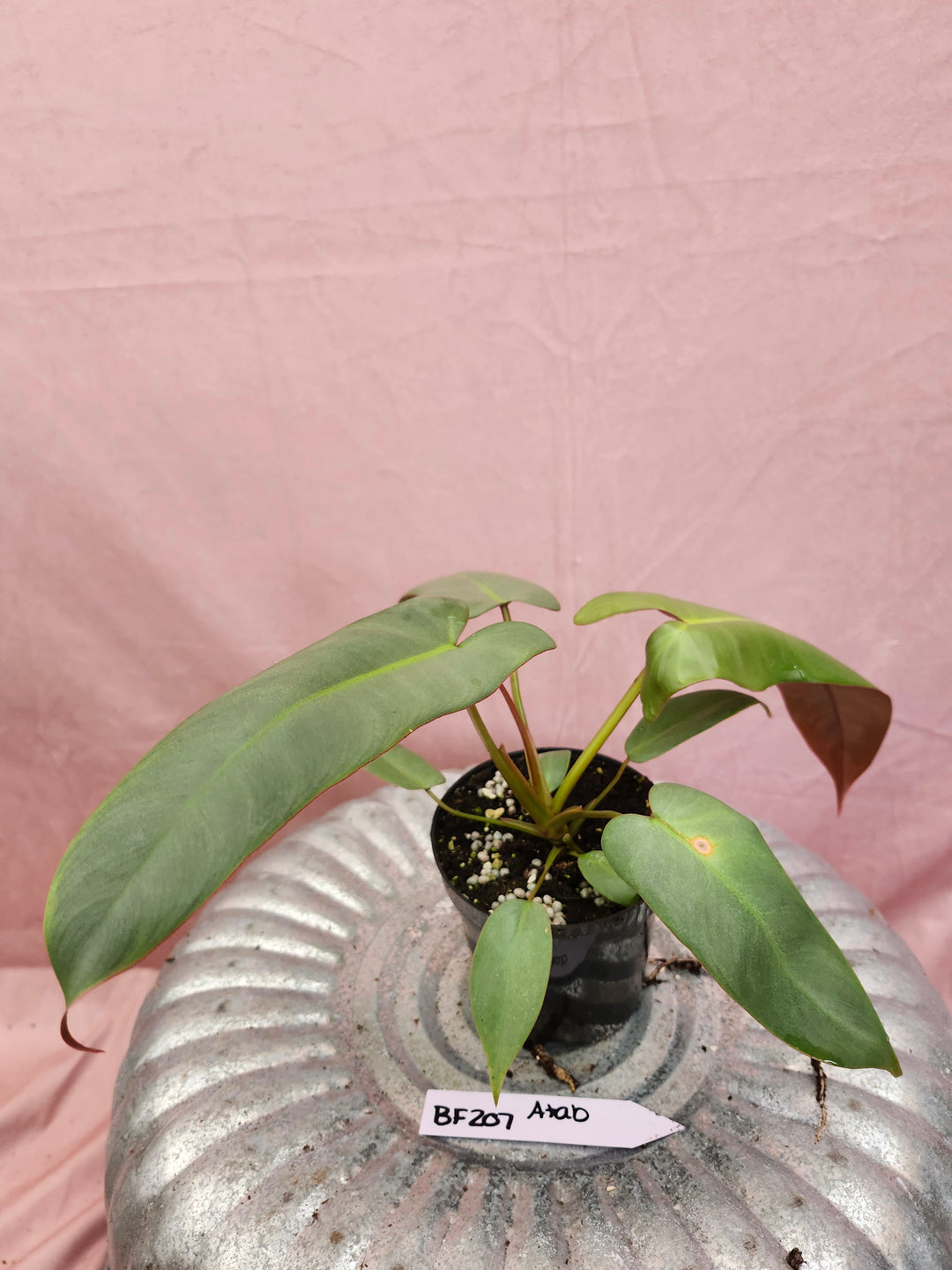 Philodendron Atabapoense (4in)-BF207