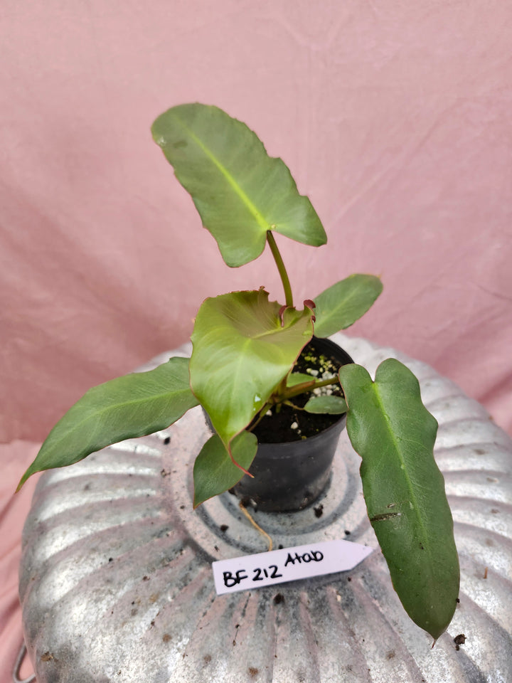 Philodendron Atabapoense (4in)-BF212