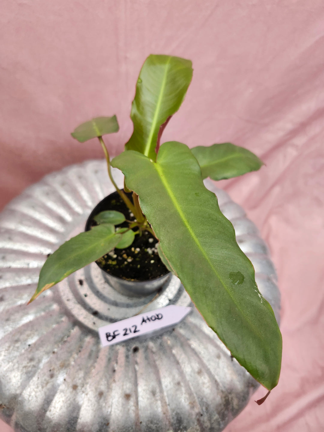 Philodendron Atabapoense (4in)-BF212