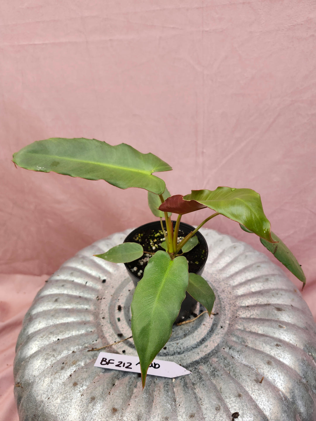 Philodendron Atabapoense (4in)-BF212