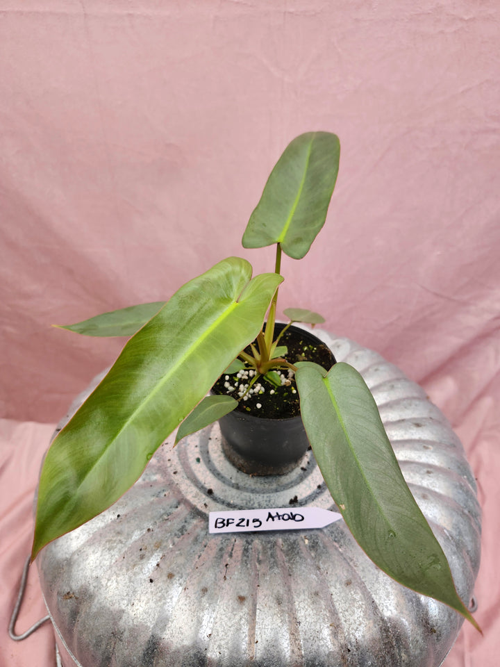 Philodendron Atabapoense (4in)-BF215