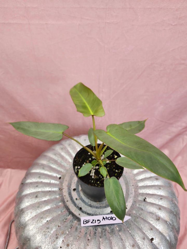 Philodendron Atabapoense (4in)-BF215