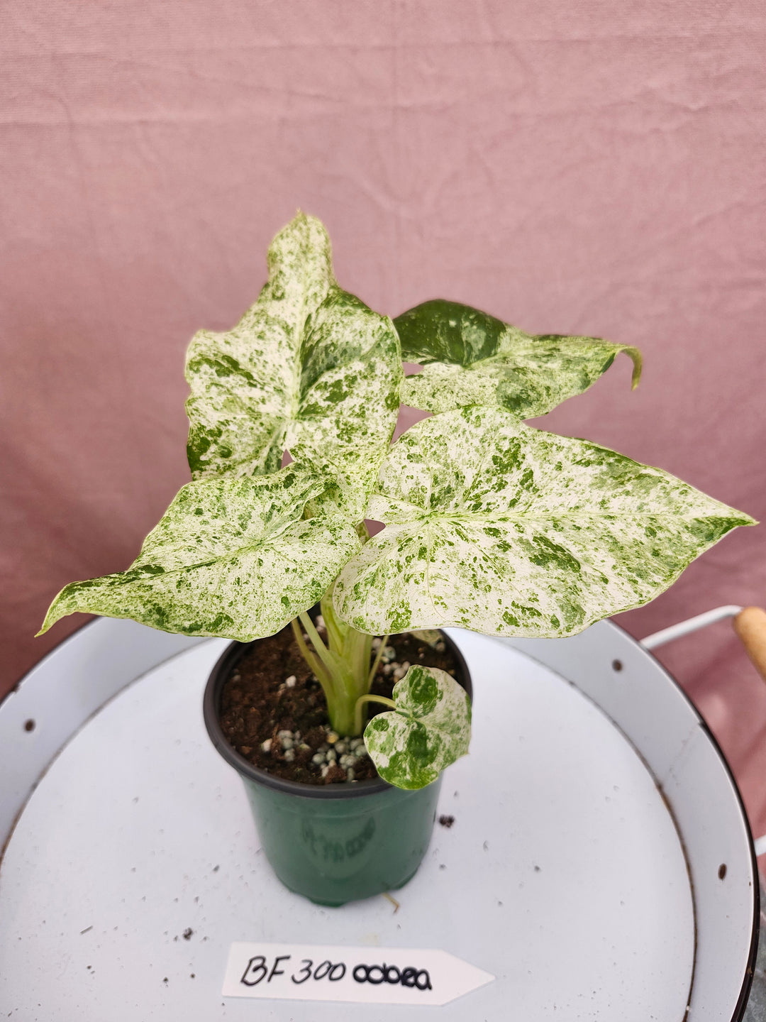 Alocasia Odora Batik (4in)-BF300