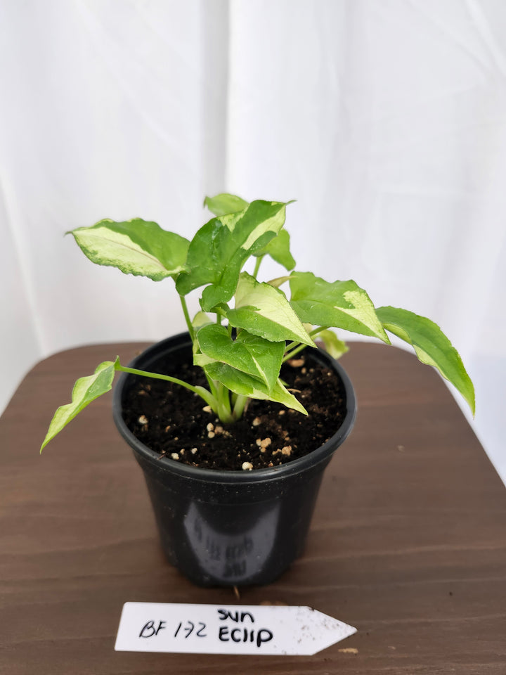 Syngonium Eclipse Variegated (4in)- BF172