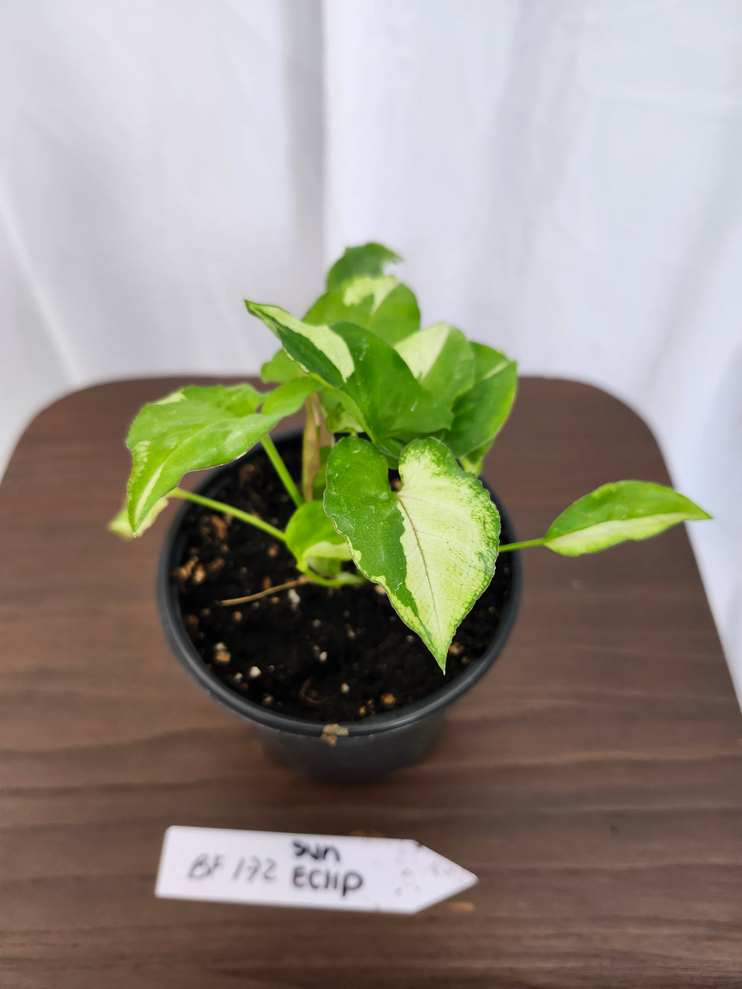 Syngonium Eclipse Variegated (4in)- BF172