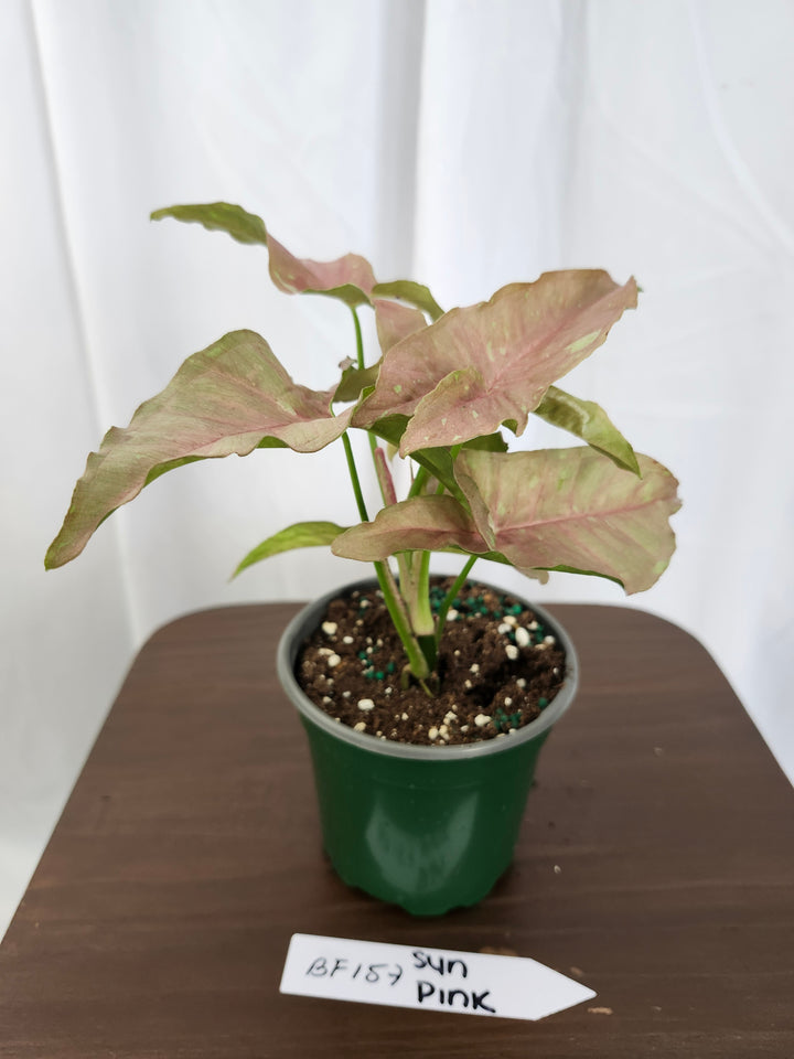 Syngonium Pink Caviar(4in)-BF157