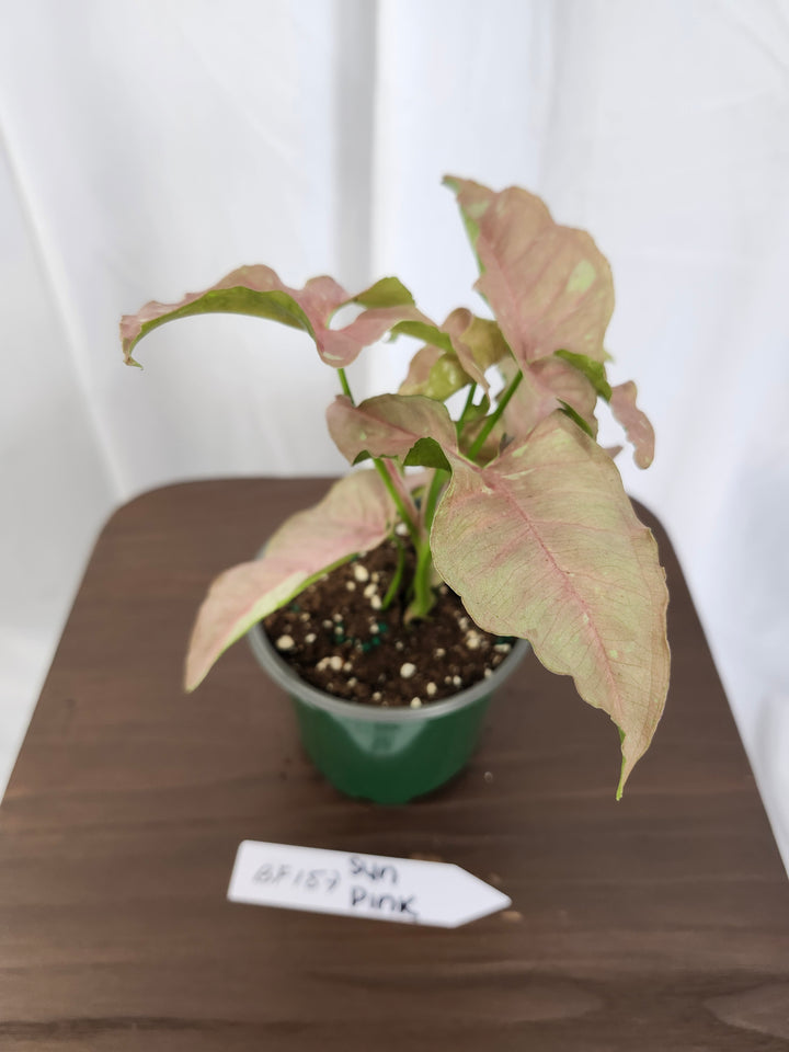 Syngonium Pink Caviar(4in)-BF157