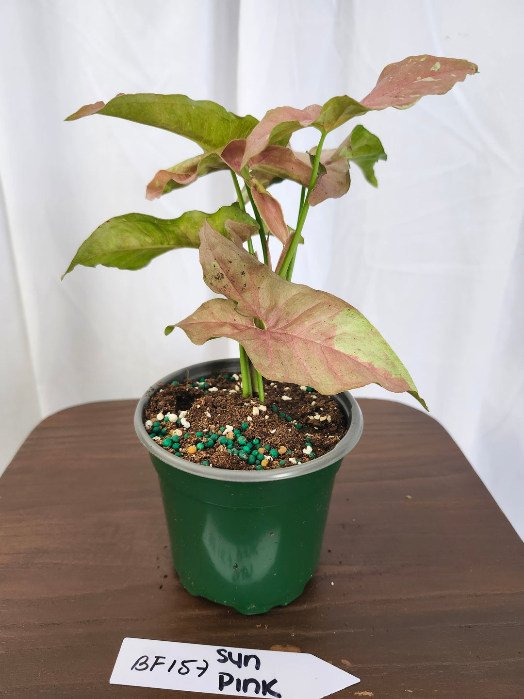 Syngonium Pink Caviar(4in)-BF157