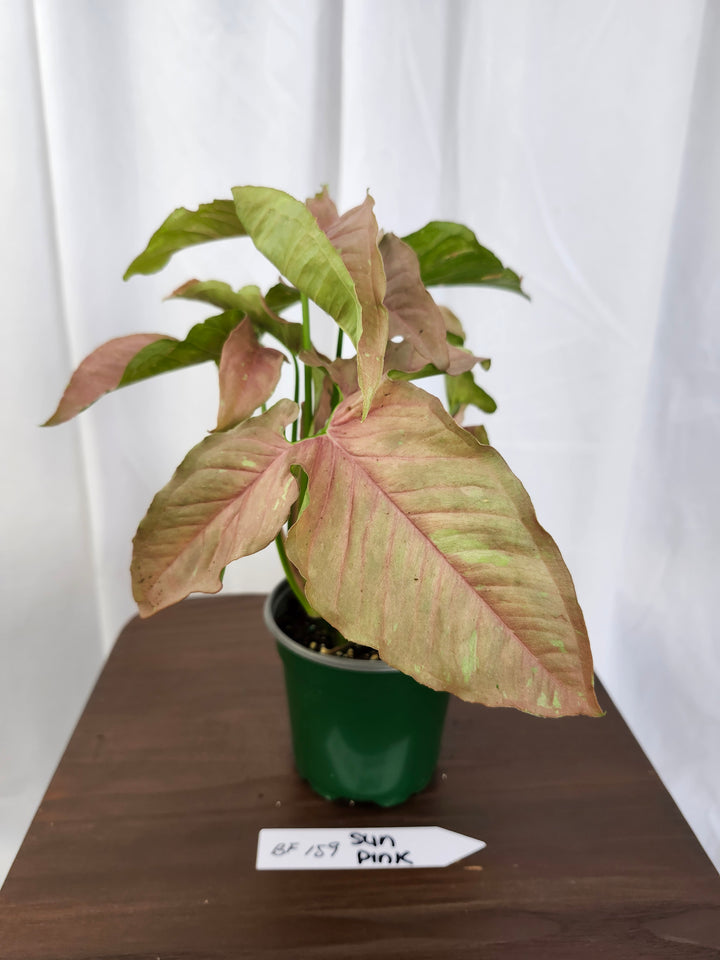 Syngonium Pink Caviar(4in)-BF159