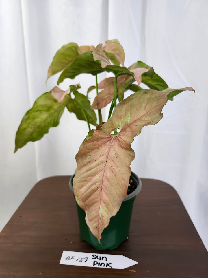 Syngonium Pink Caviar(4in)-BF159