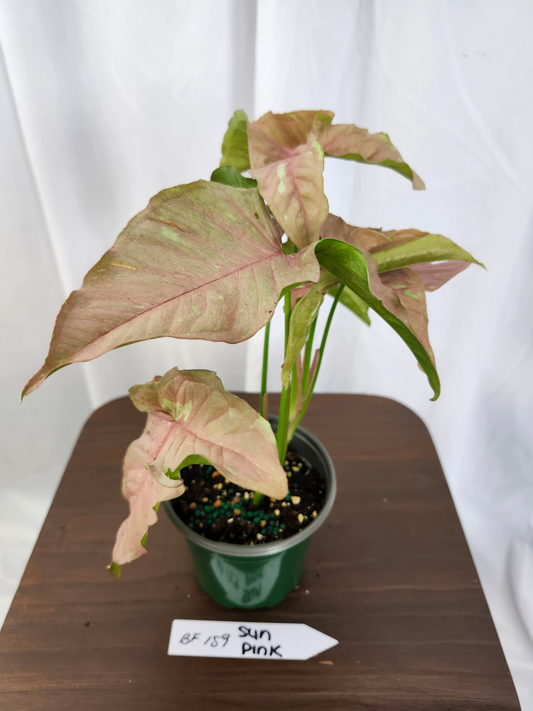 Syngonium Pink Caviar(4in)-BF159