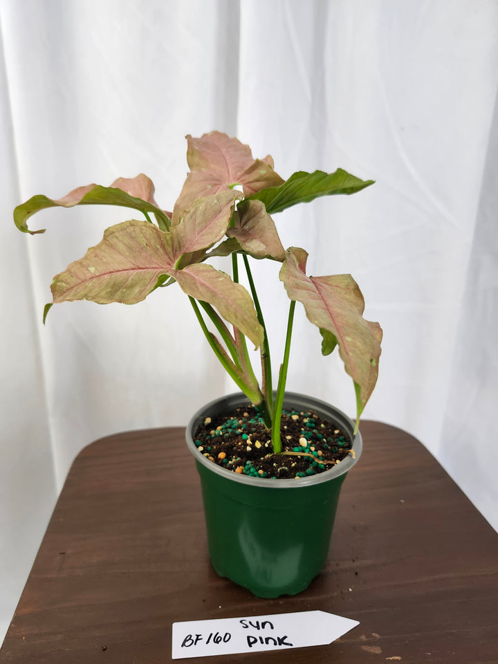 Syngonium Pink Caviar(4in)-BF160