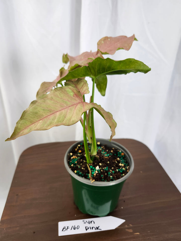 Syngonium Pink Caviar(4in)-BF160