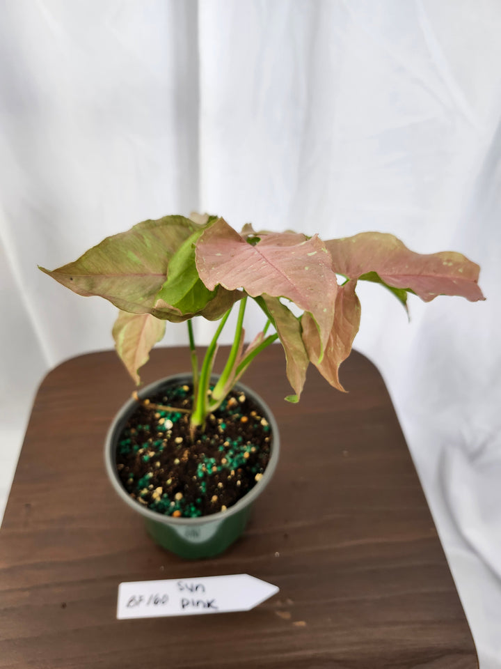 Syngonium Pink Caviar(4in)-BF160