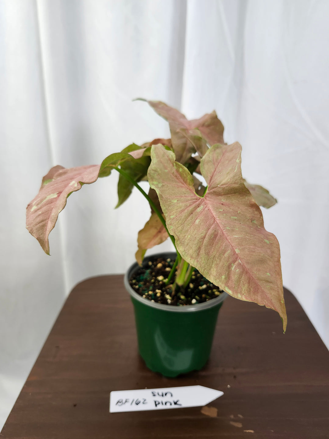 Syngonium Pink Caviar(4in)-BF162