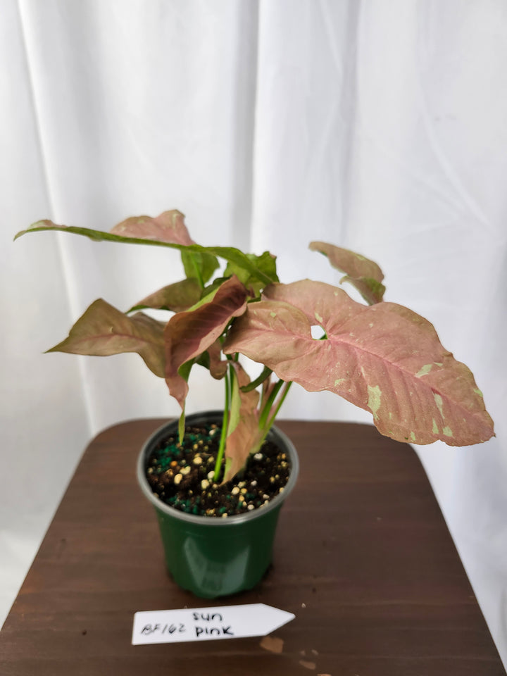 Syngonium Pink Caviar(4in)-BF162