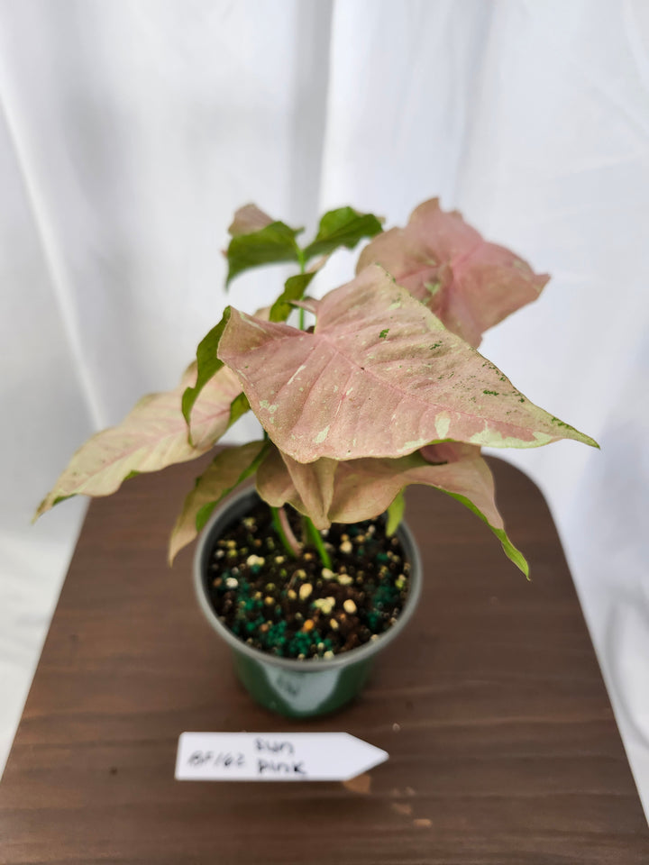 Syngonium Pink Caviar(4in)-BF162