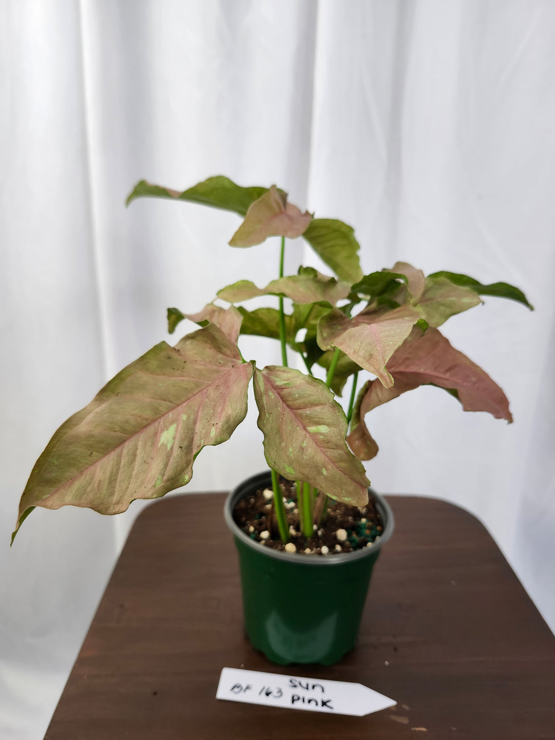 Syngonium Pink Caviar(4in)-BF163