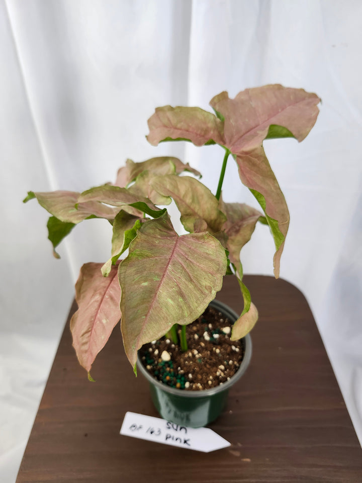 Syngonium Pink Caviar(4in)-BF163