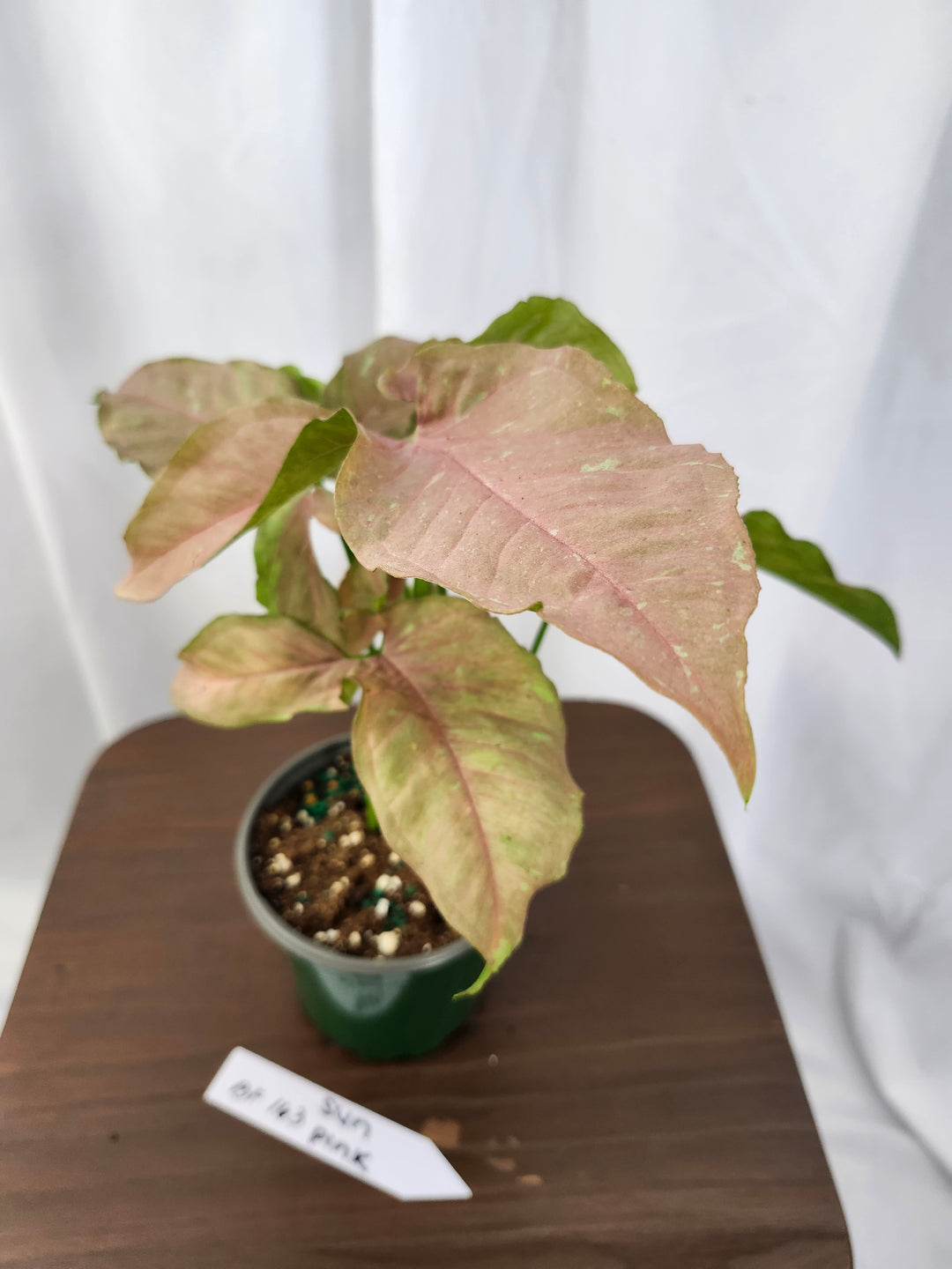 Syngonium Pink Caviar(4in)-BF163