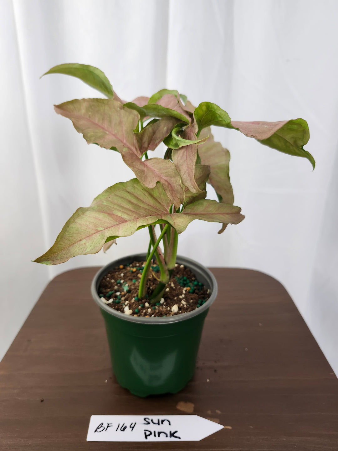 Syngonium Pink Caviar(4in)-BF164