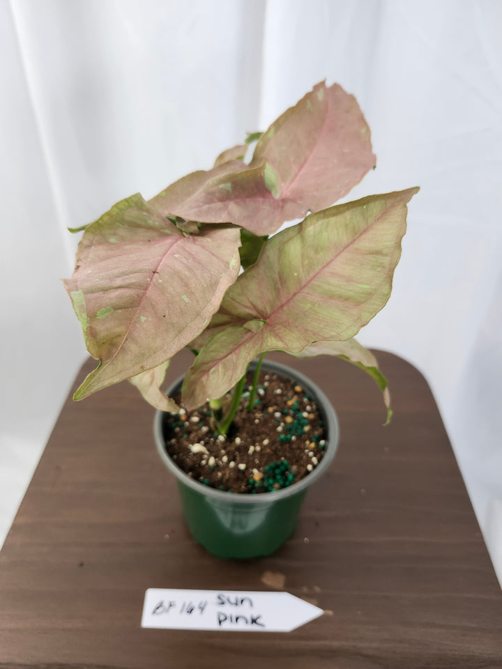 Syngonium Pink Caviar(4in)-BF164