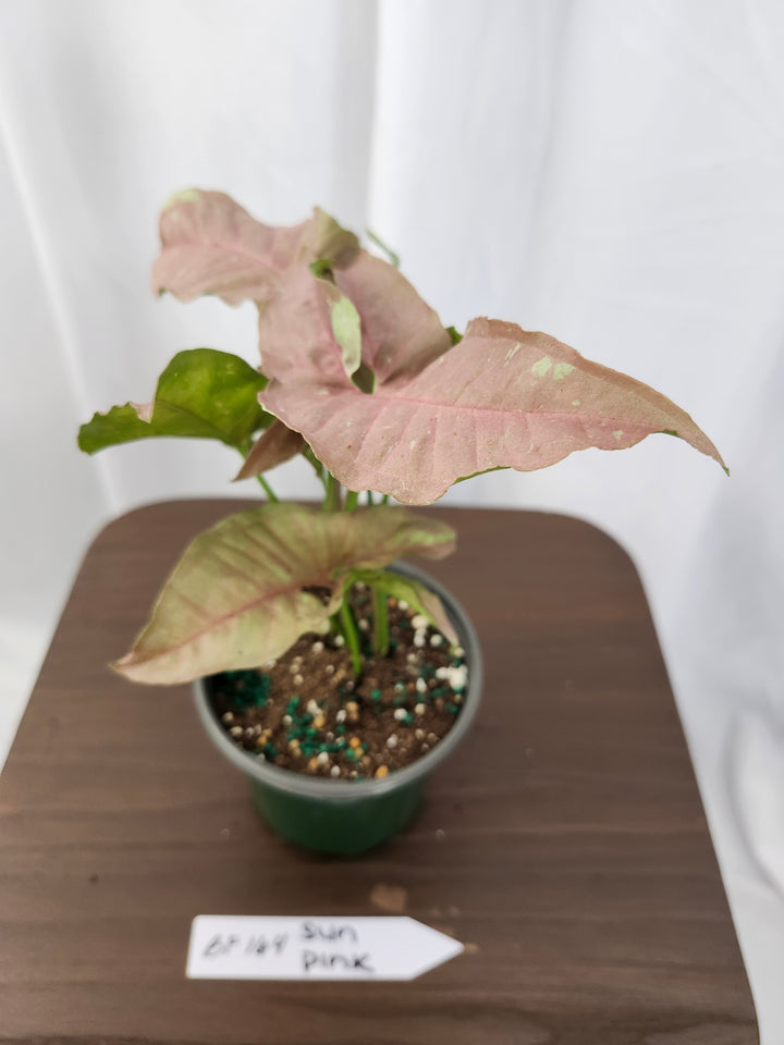 Syngonium Pink Caviar(4in)-BF164