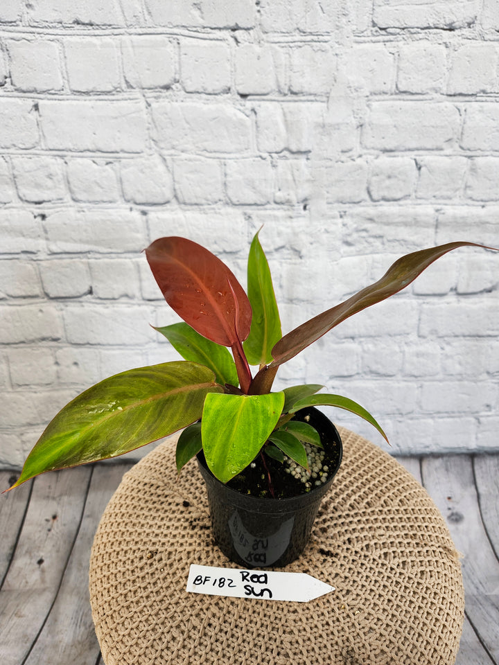 Philodendron Red Sun (4in)- BF182