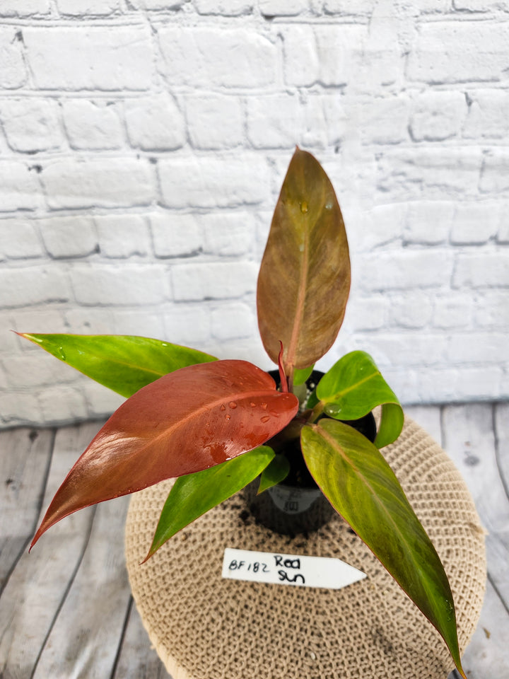 Philodendron Red Sun (4in)- BF182