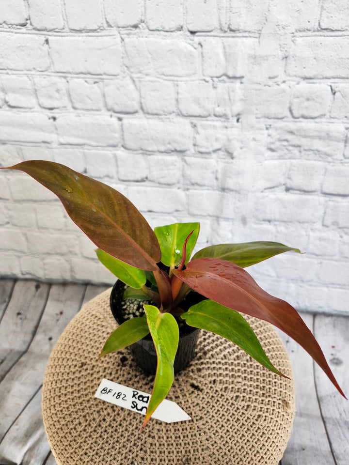 Philodendron Red Sun (4in)- BF182