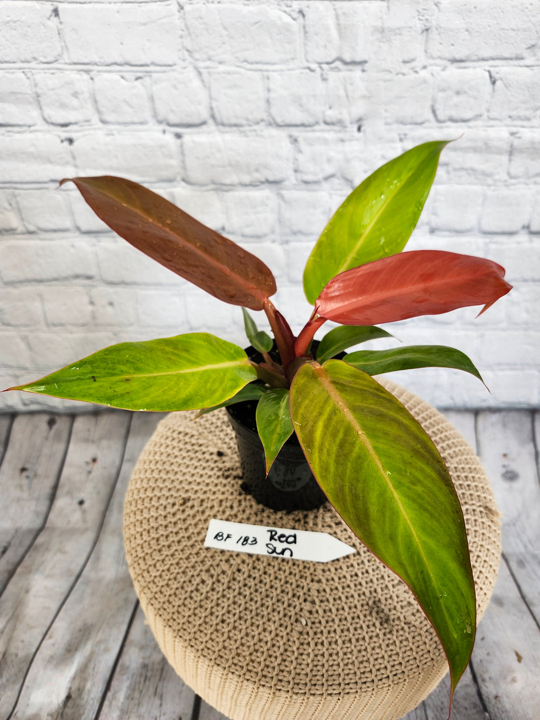 Philodendron Red Sun (4in)- BF183