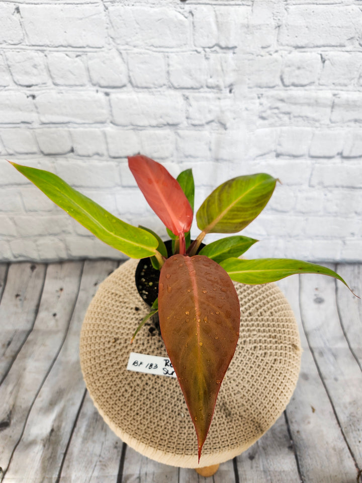 Philodendron Red Sun (4in)- BF183