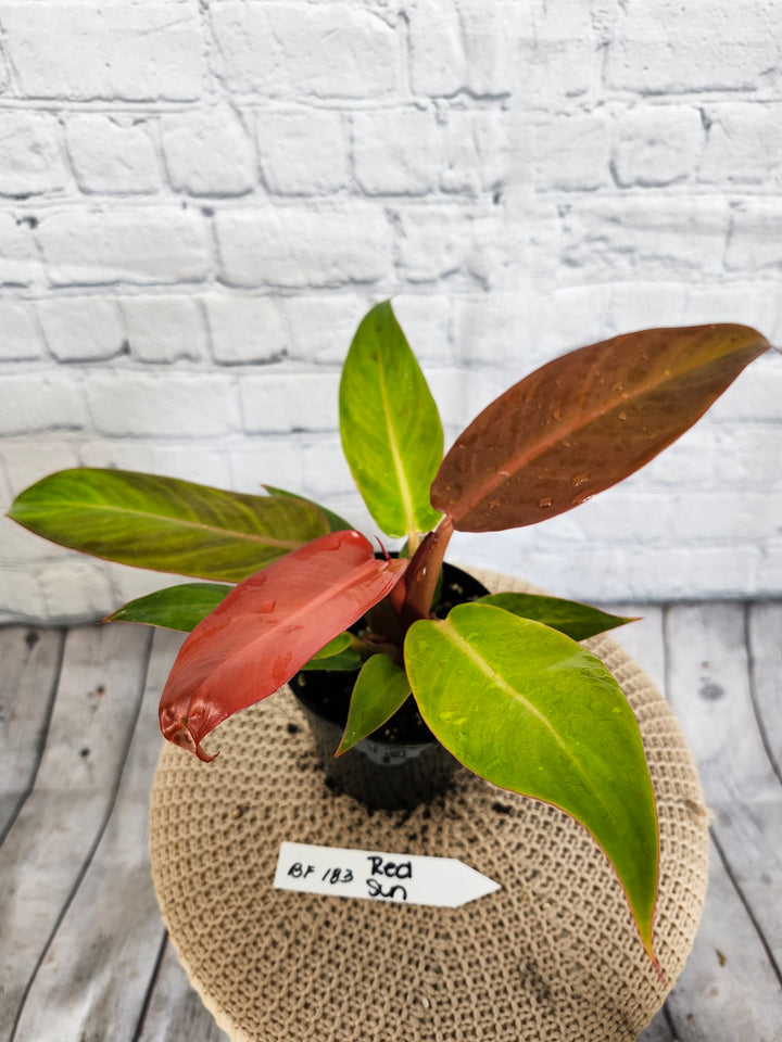 Philodendron Red Sun (4in)- BF183