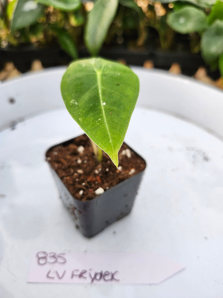 Alocasia Variegated Frydek (Low Var)- BF835