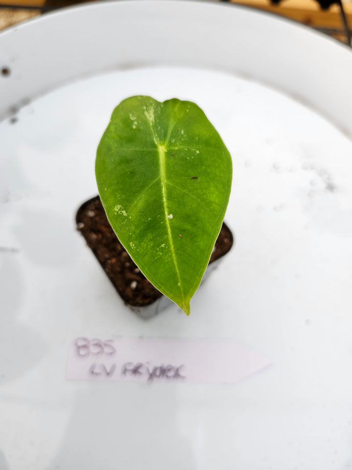 Alocasia Variegated Frydek (Low Var)- BF835