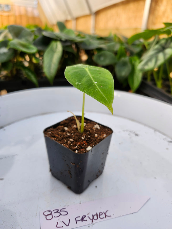 Alocasia Variegated Frydek (Low Var)- BF835