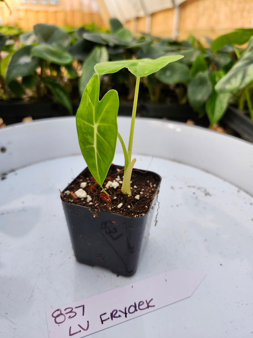 Alocasia Variegated Frydek (Low Var)- BF837