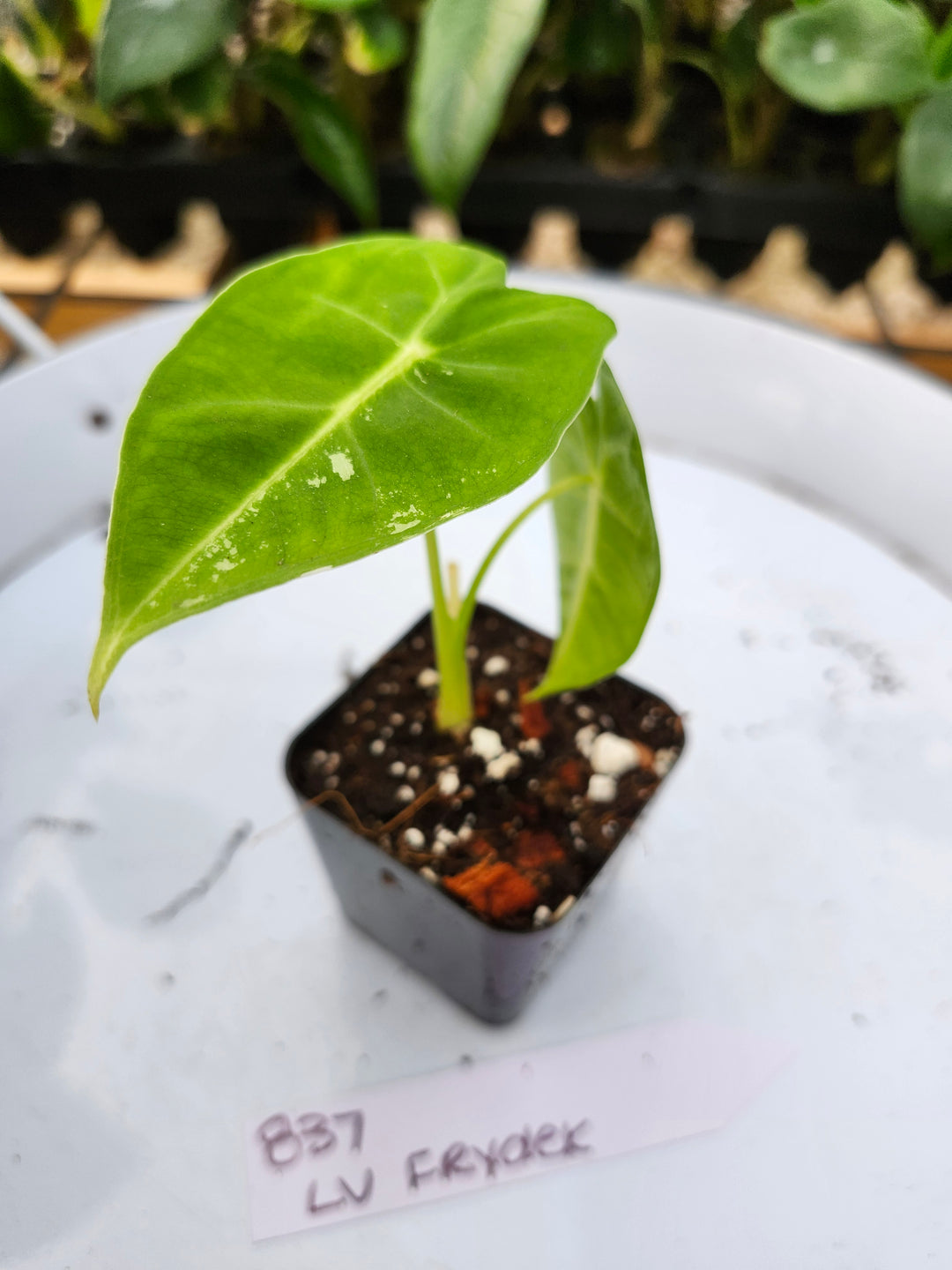 Alocasia Variegated Frydek (Low Var)- BF837