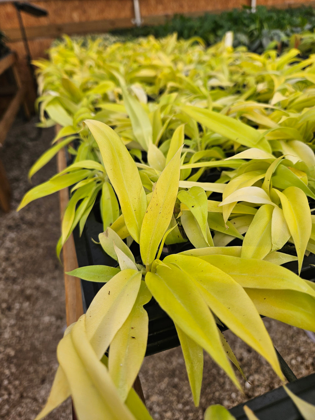 Philodendron Golden Crocodile plant with textured golden leaves in nursery setting.