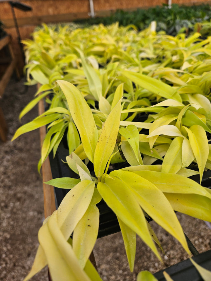 Philodendron Golden Crocodile