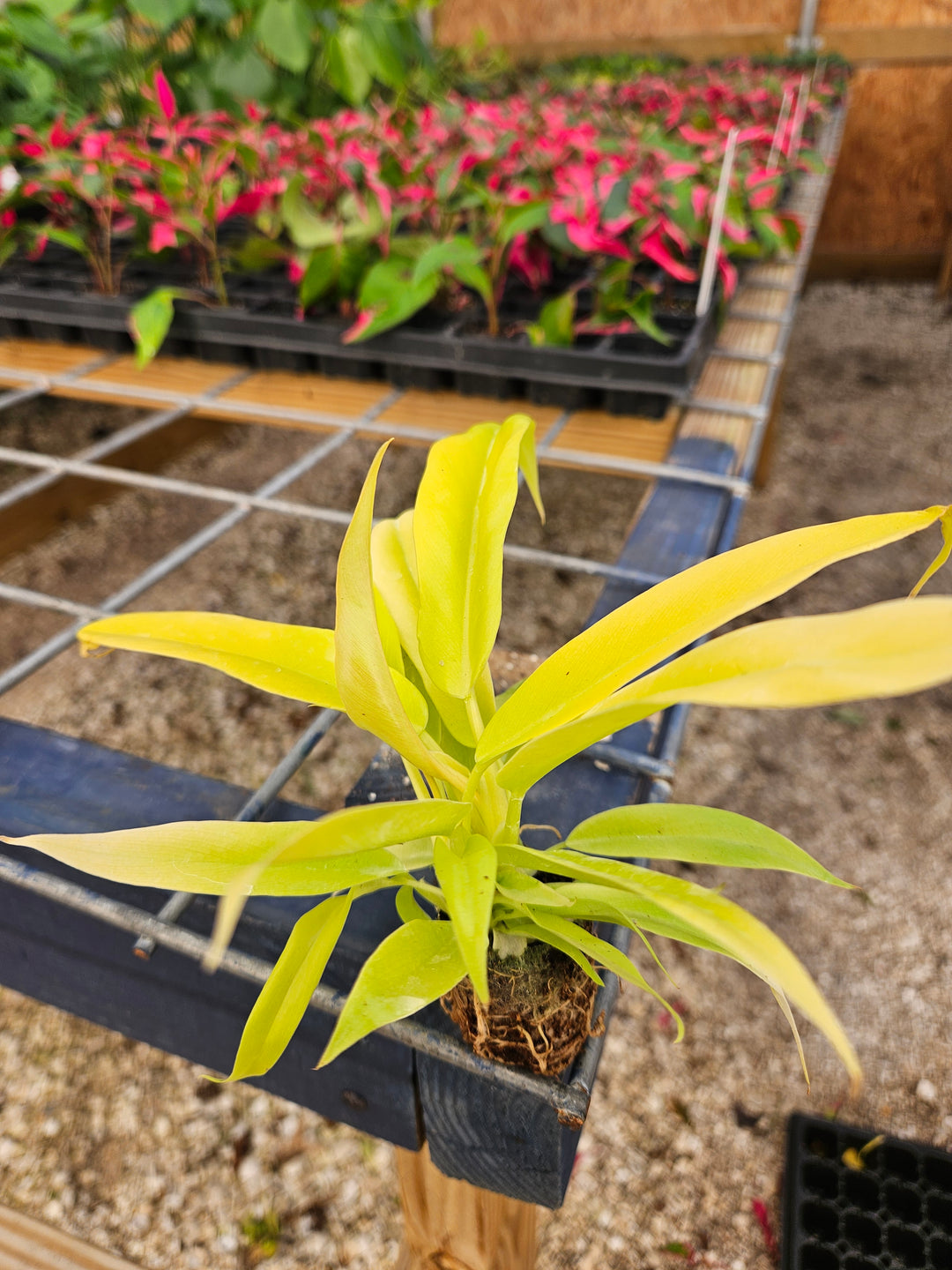 Philodendron Golden Crocodile plant with striking golden textured leaves in a nursery setting.