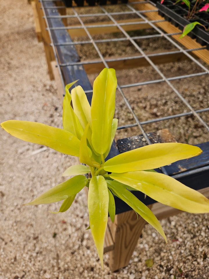 Philodendron Golden Crocodile with striking textured golden leaves in nursery setting.