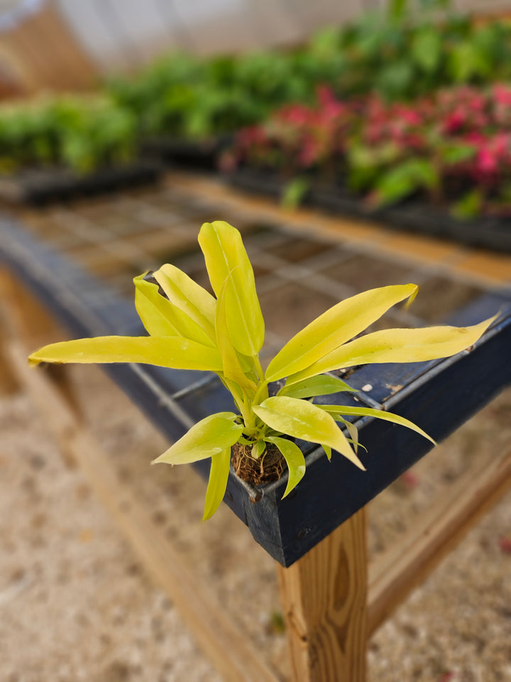 Philodendron Golden Crocodile plant with golden, textured leaves on a wooden table.