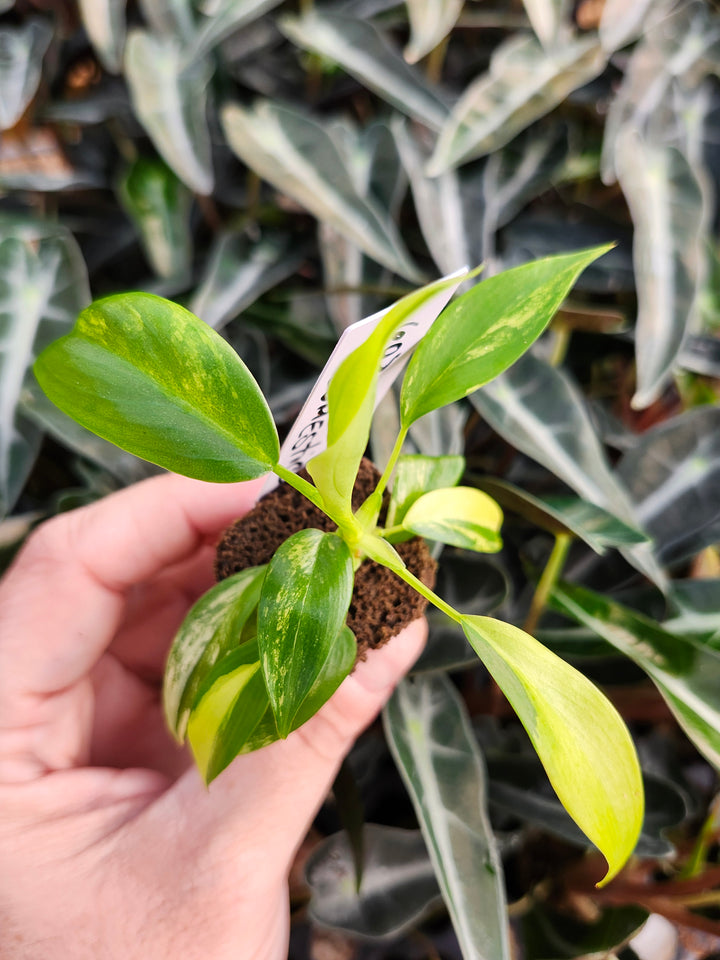 Philodendron Variegated Domesticum-BF602