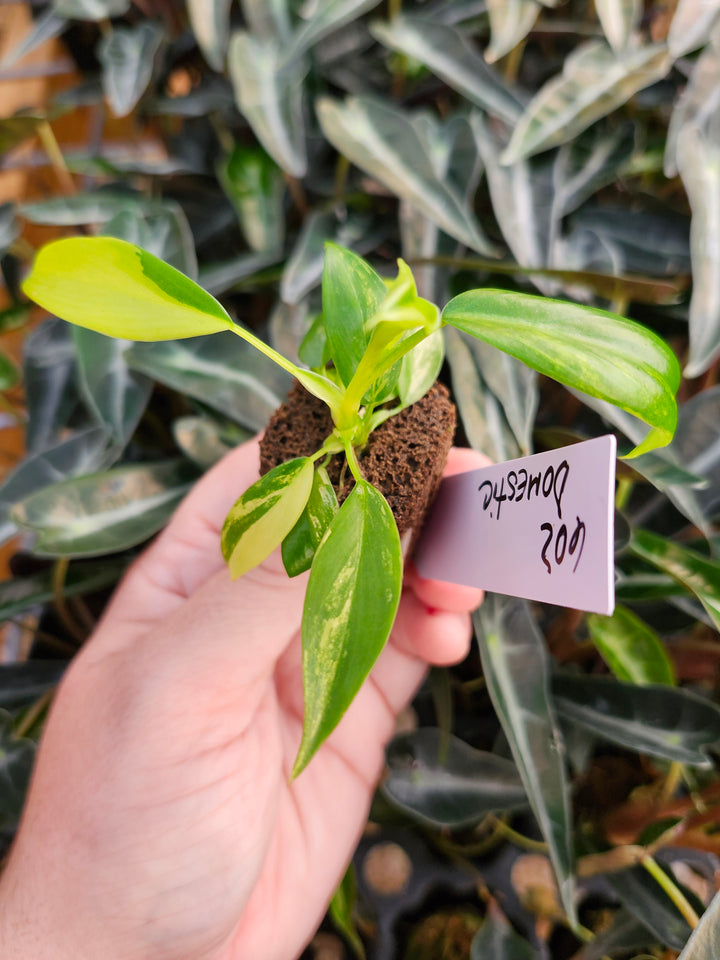 Philodendron Variegated Domesticum-BF602