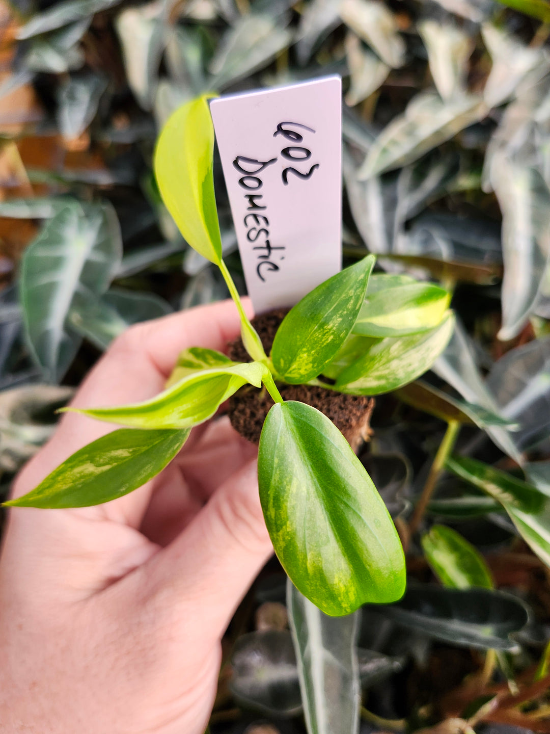 Philodendron Variegated Domesticum-BF602