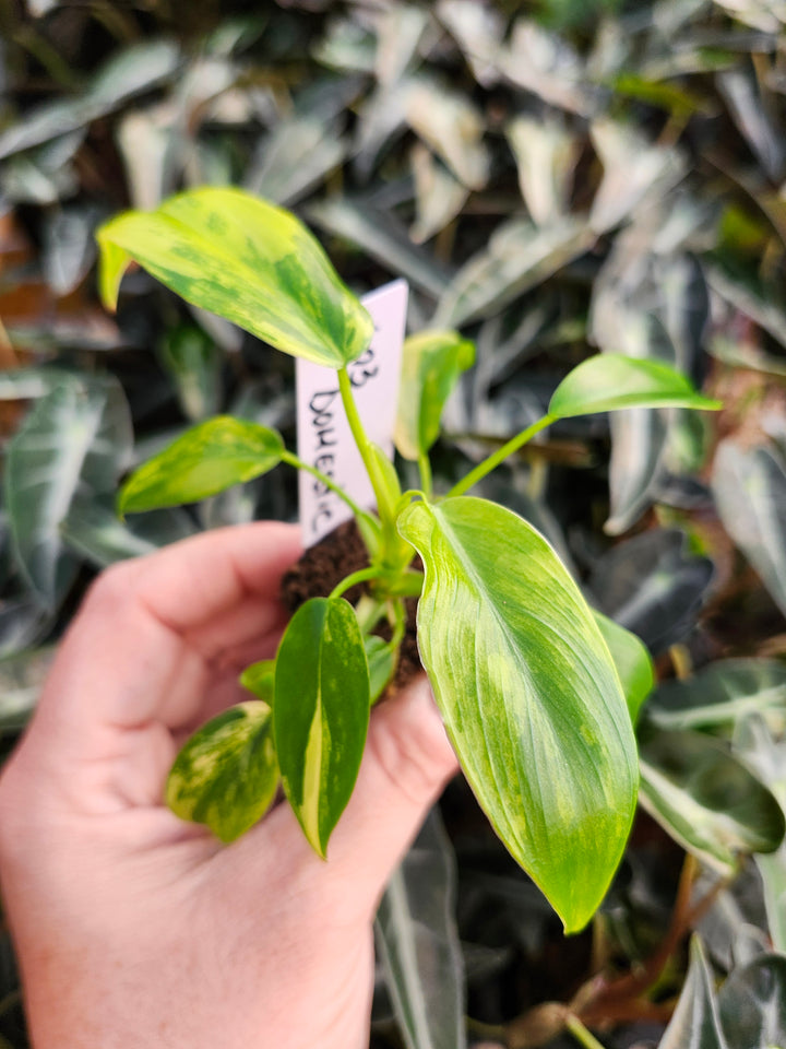 Philodendron Variegated Domesticum-BF603