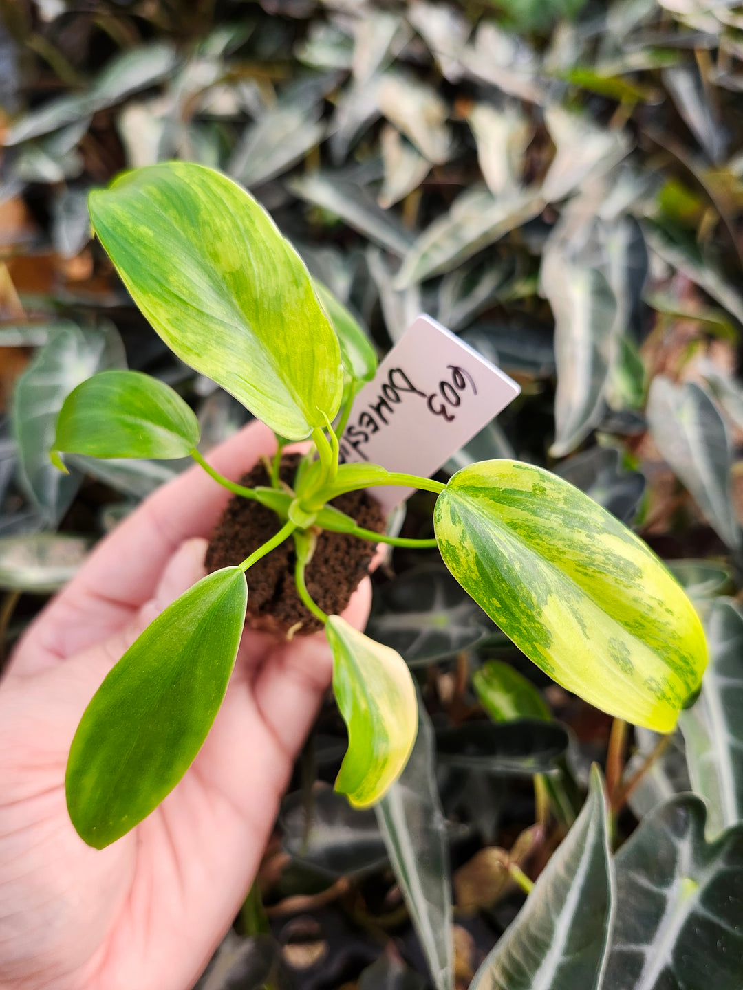 Philodendron Variegated Domesticum-BF603